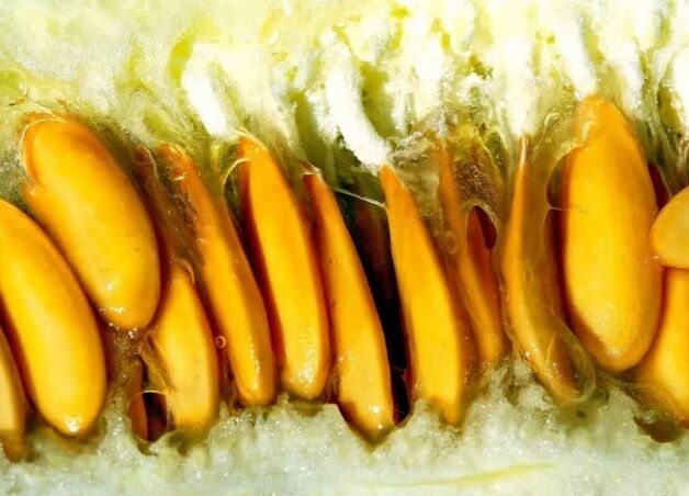 The seeds of the melon