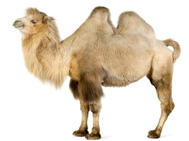 camel and her stomach to increase power